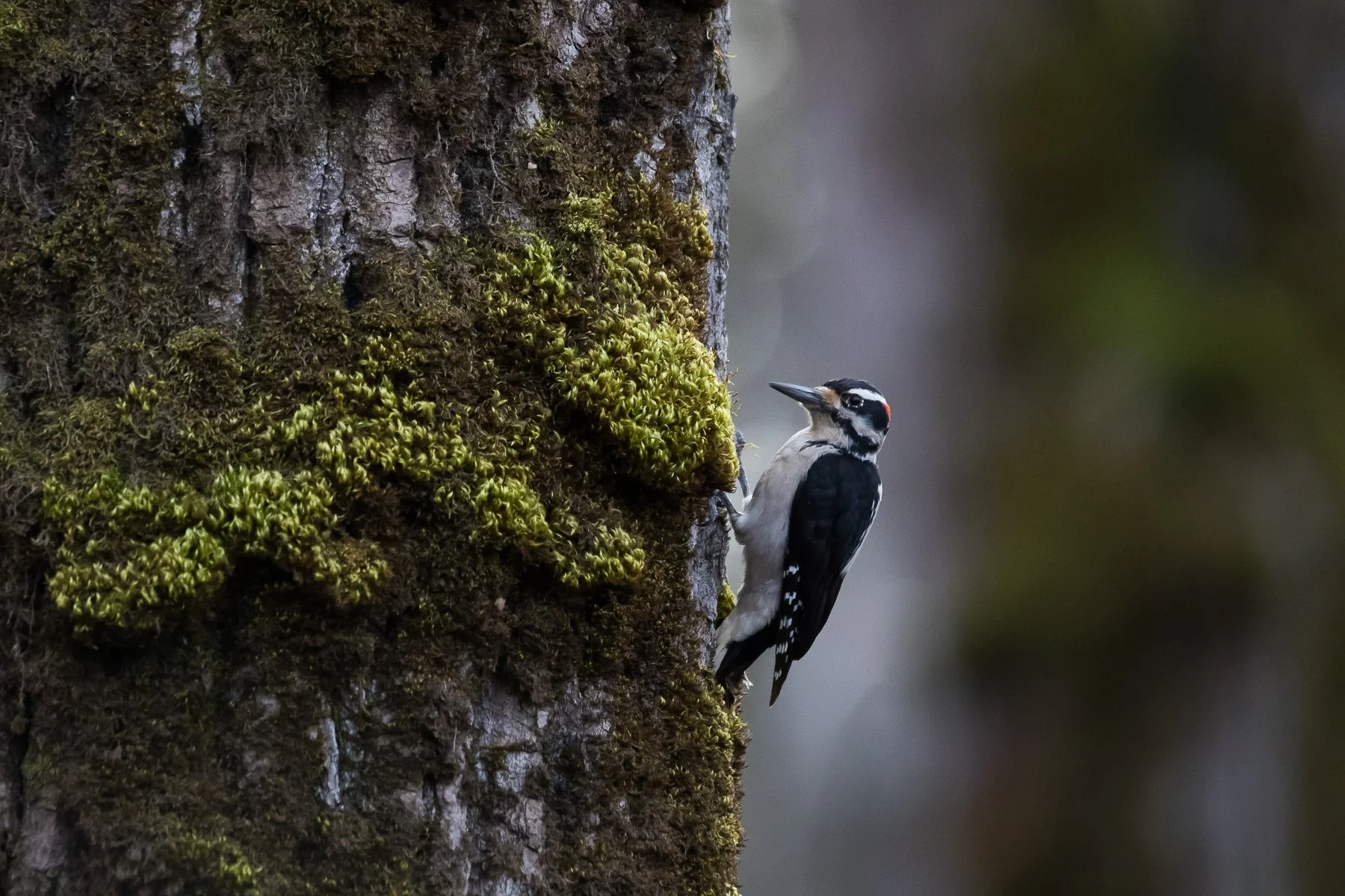 hairywoodpecker_wss_2026.jpg