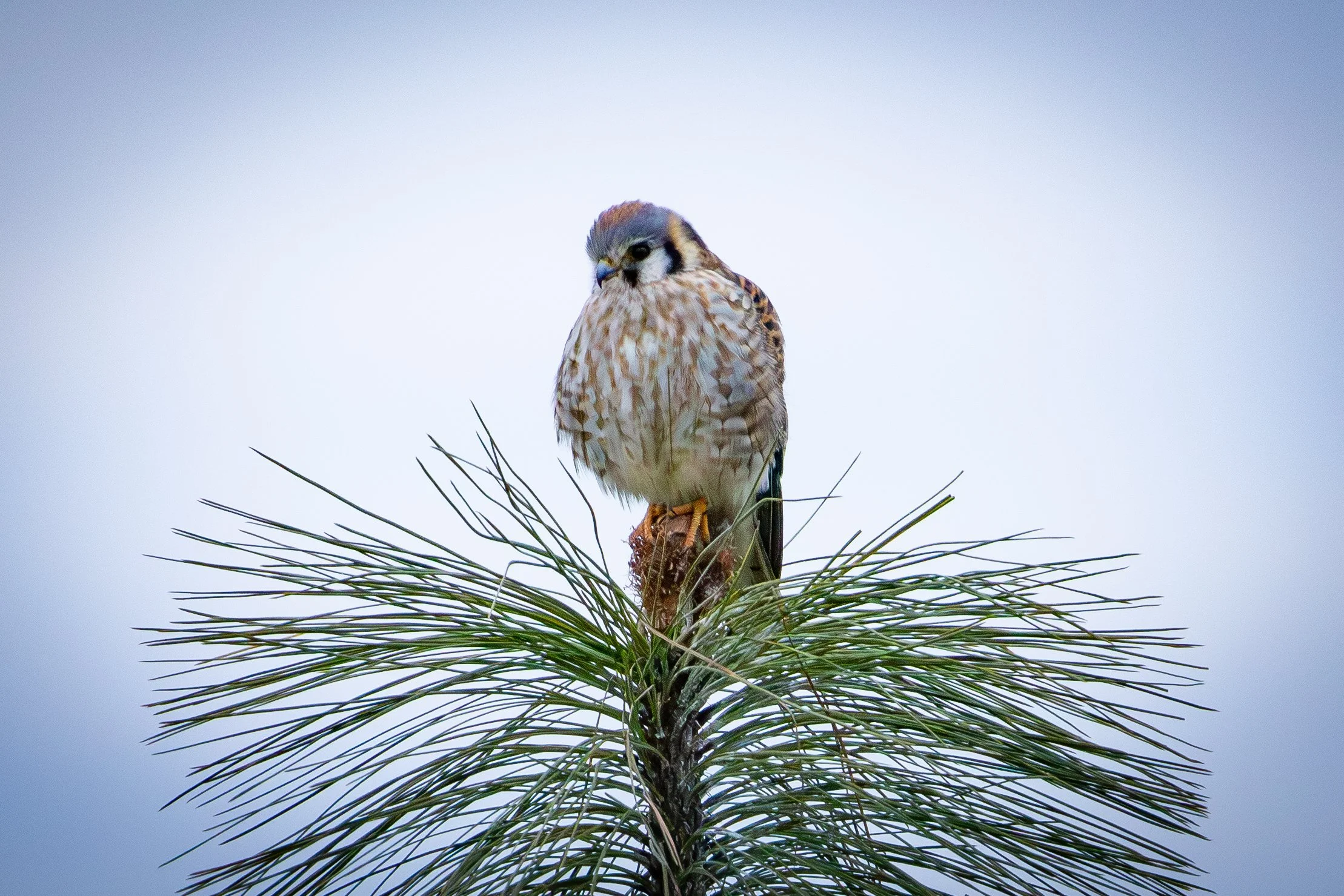 American_Kestrel_pine_WSS_2020.jpg