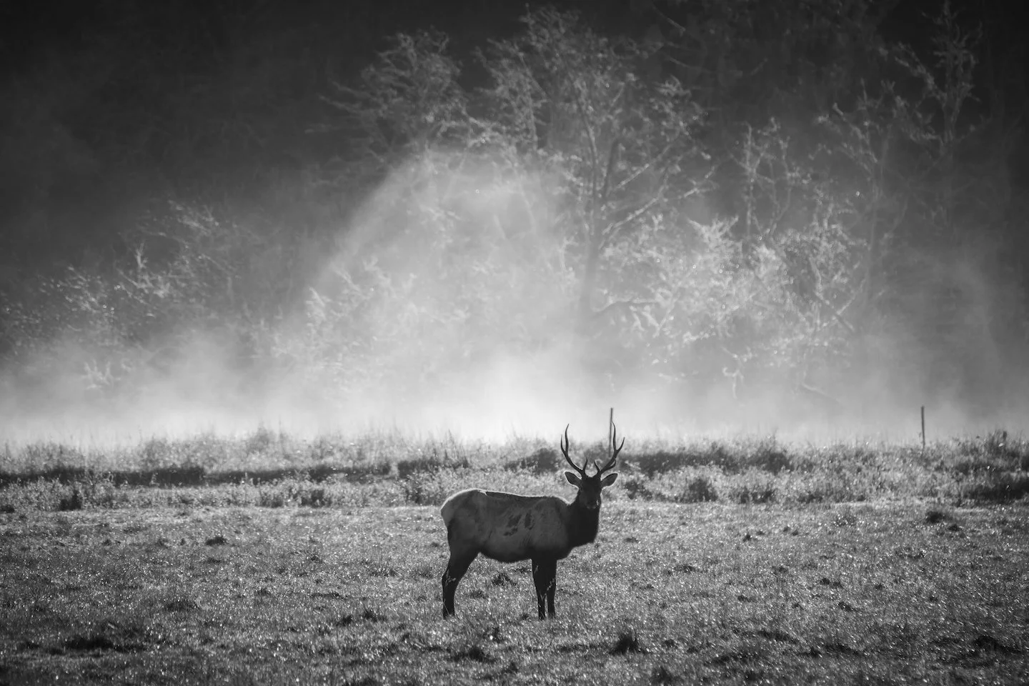 Black and white photo of a Roosevelt elk buck with standing in a foggy field at dawn with wet trees in the background.