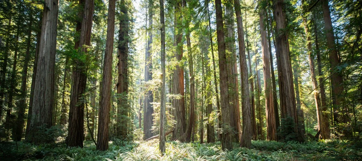 redwoods_wss_2026.jpg
