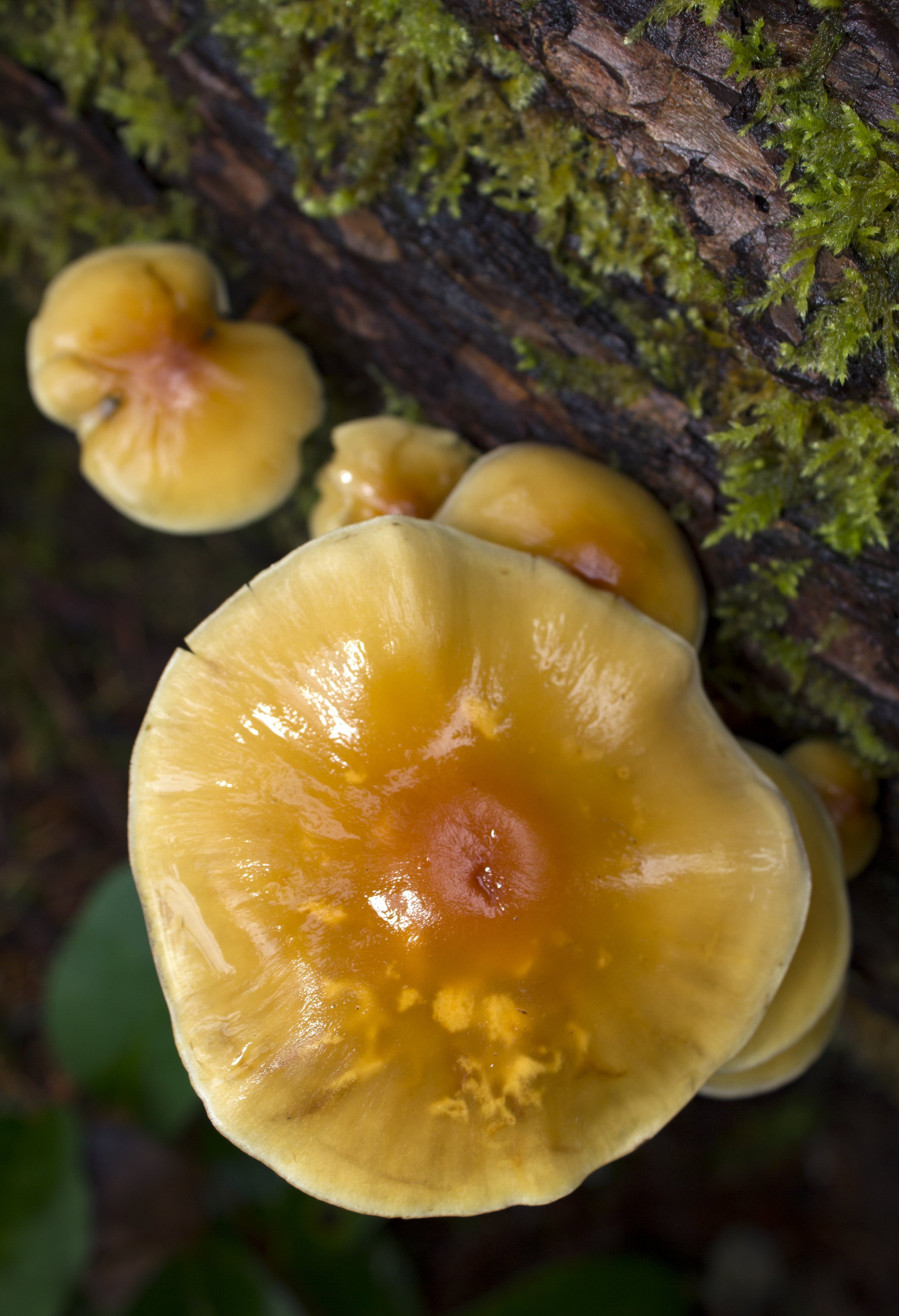 Close-up macro photo of wet yellow-orange mushrooms growing on a moss-covered tree trunk in a forest.