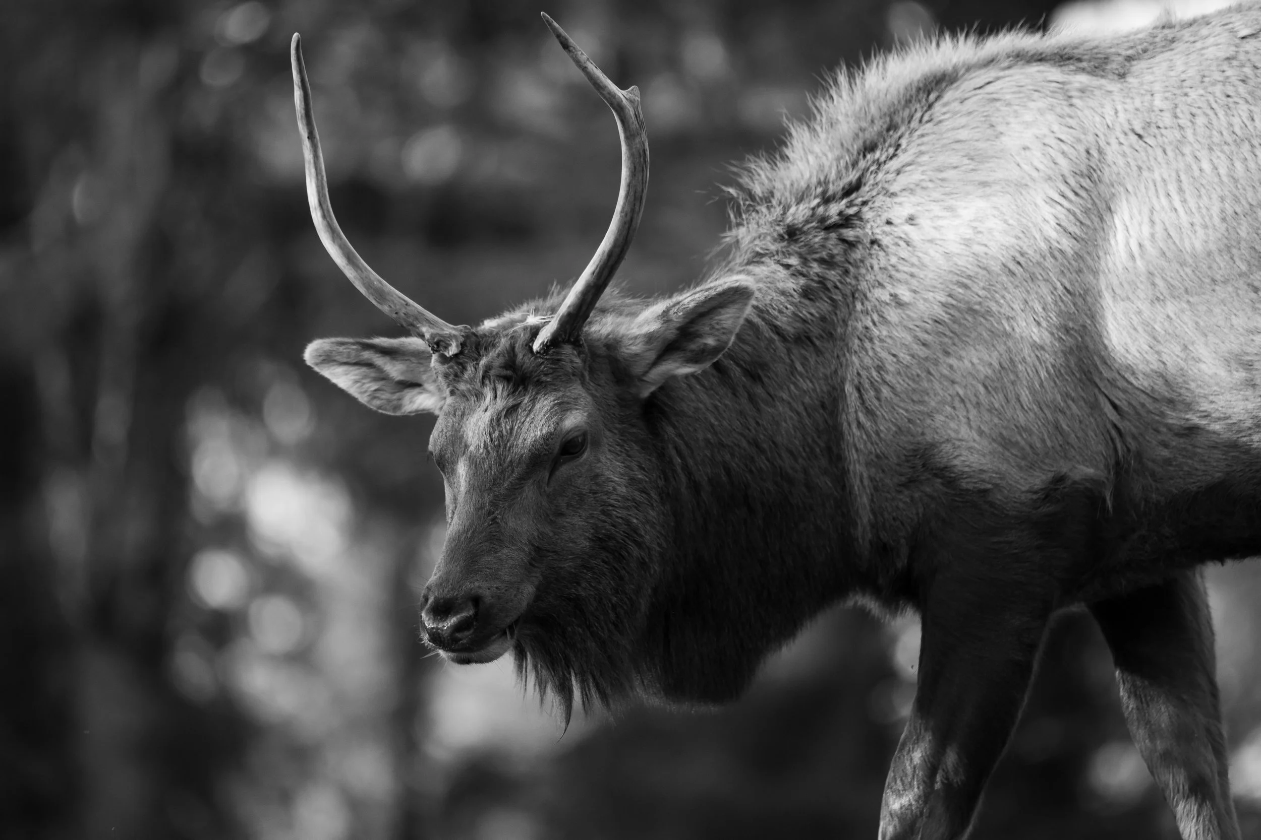 elk_bw_wss_2024.jpg