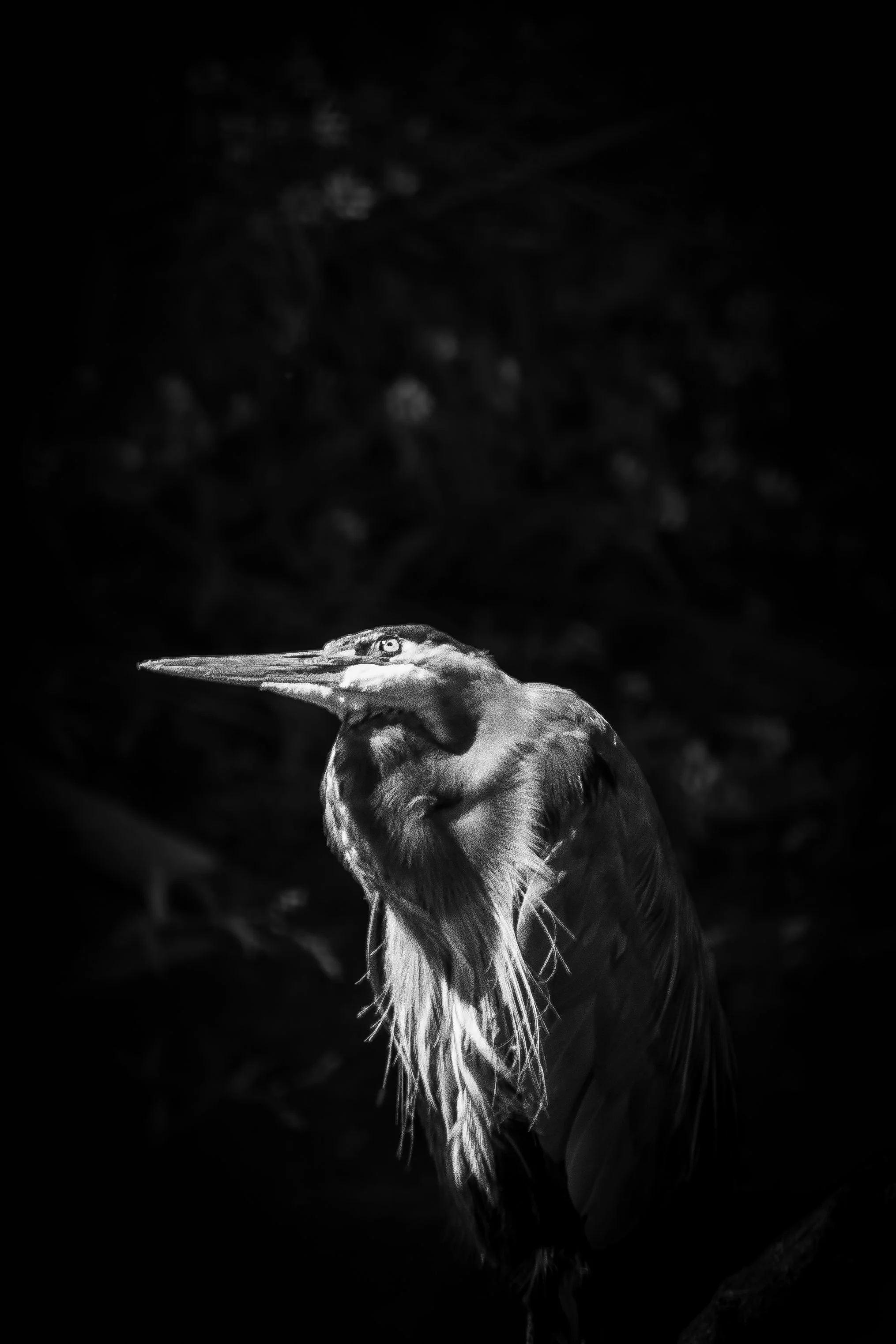 gbh_eye_wss_2026-1.jpg