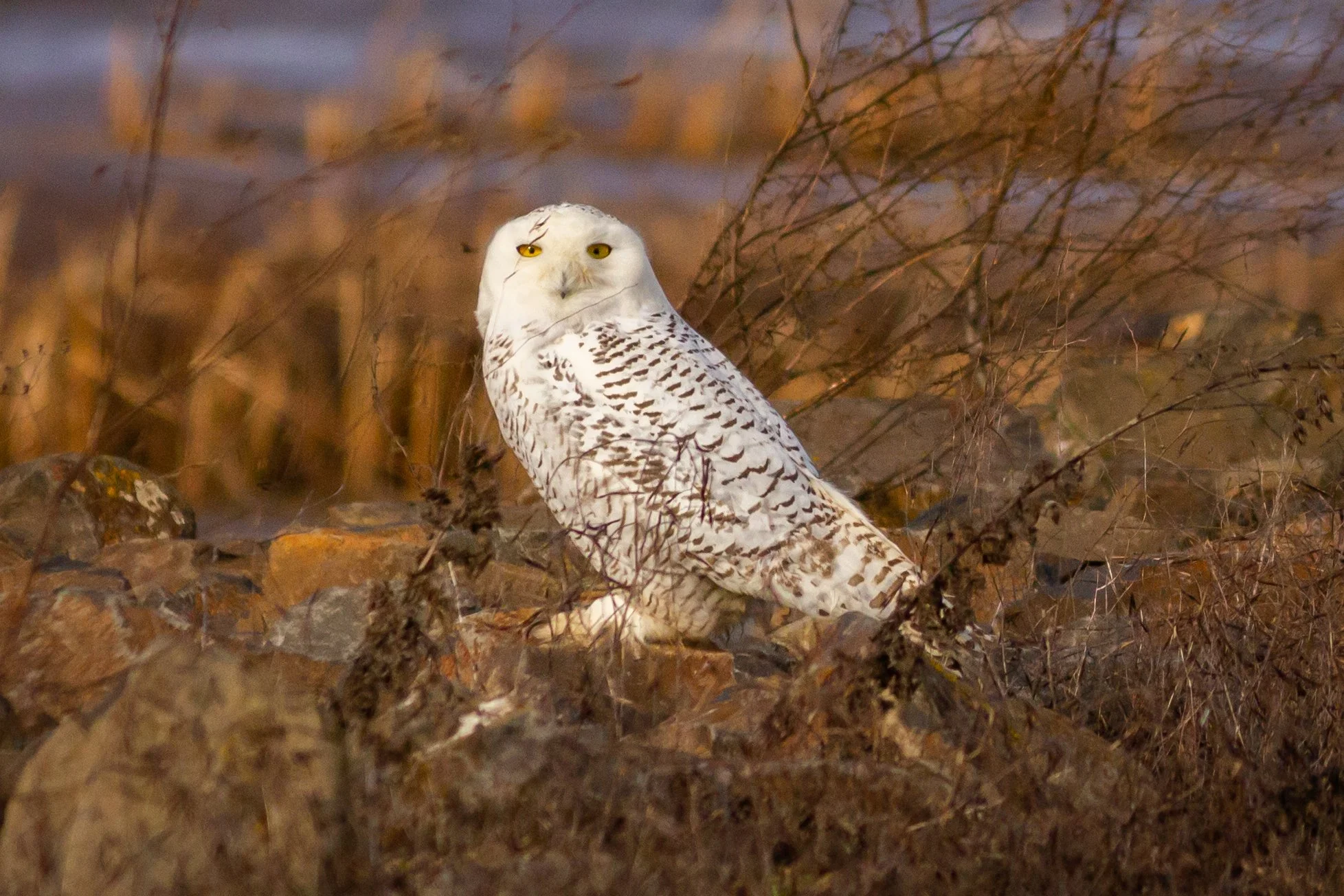 snowy_owl_wss_2014-1.jpg