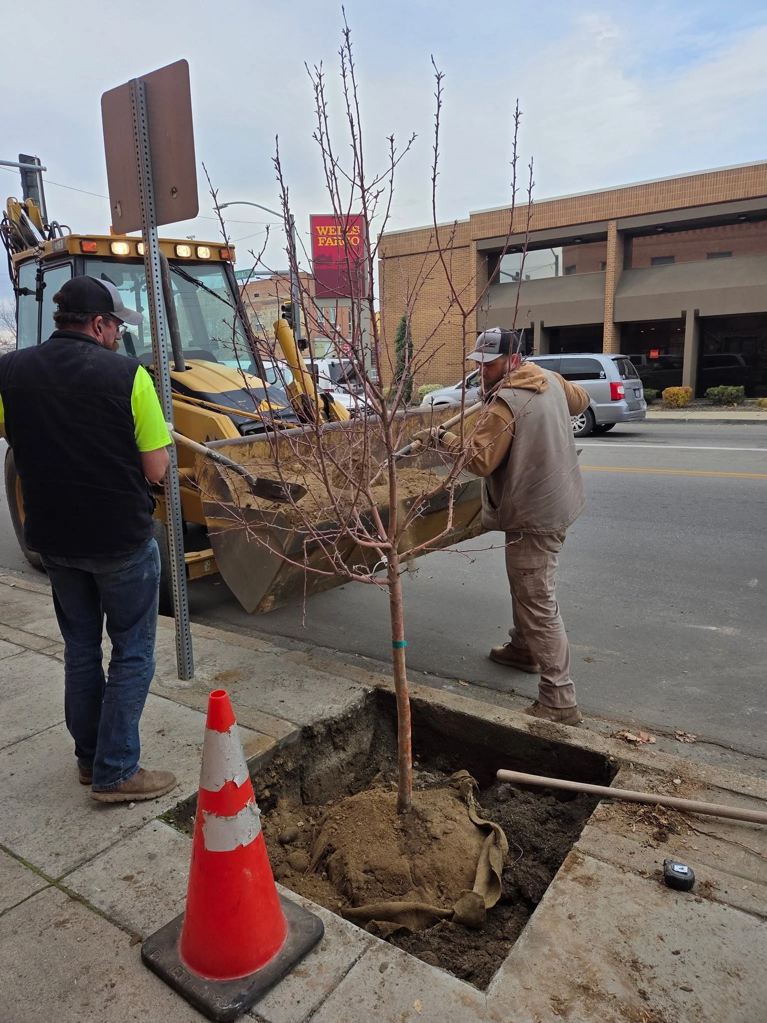 Seven New Trees for Downtown