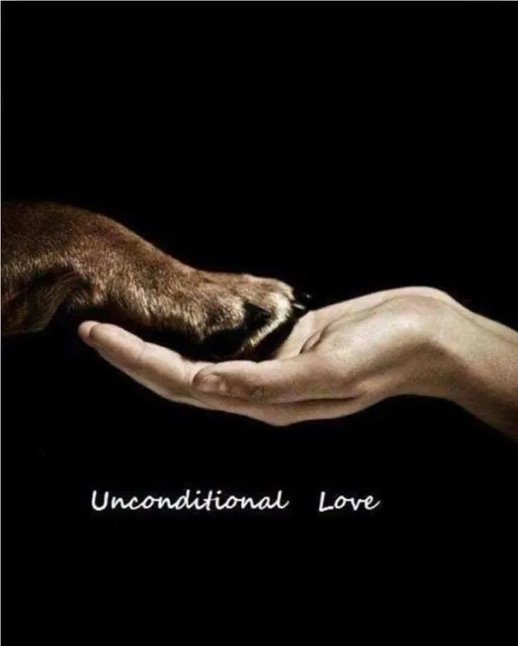 Animal energy healing 