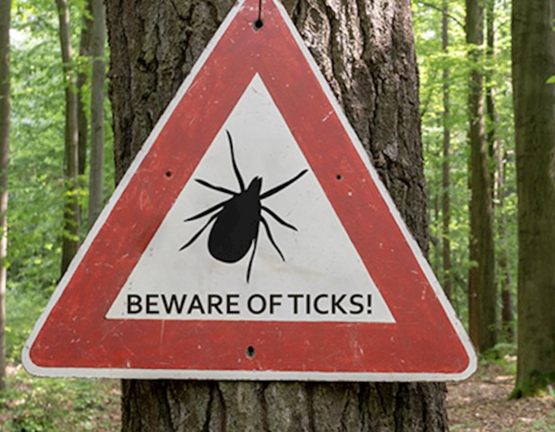 What To Do About&nbsp;Ticks?