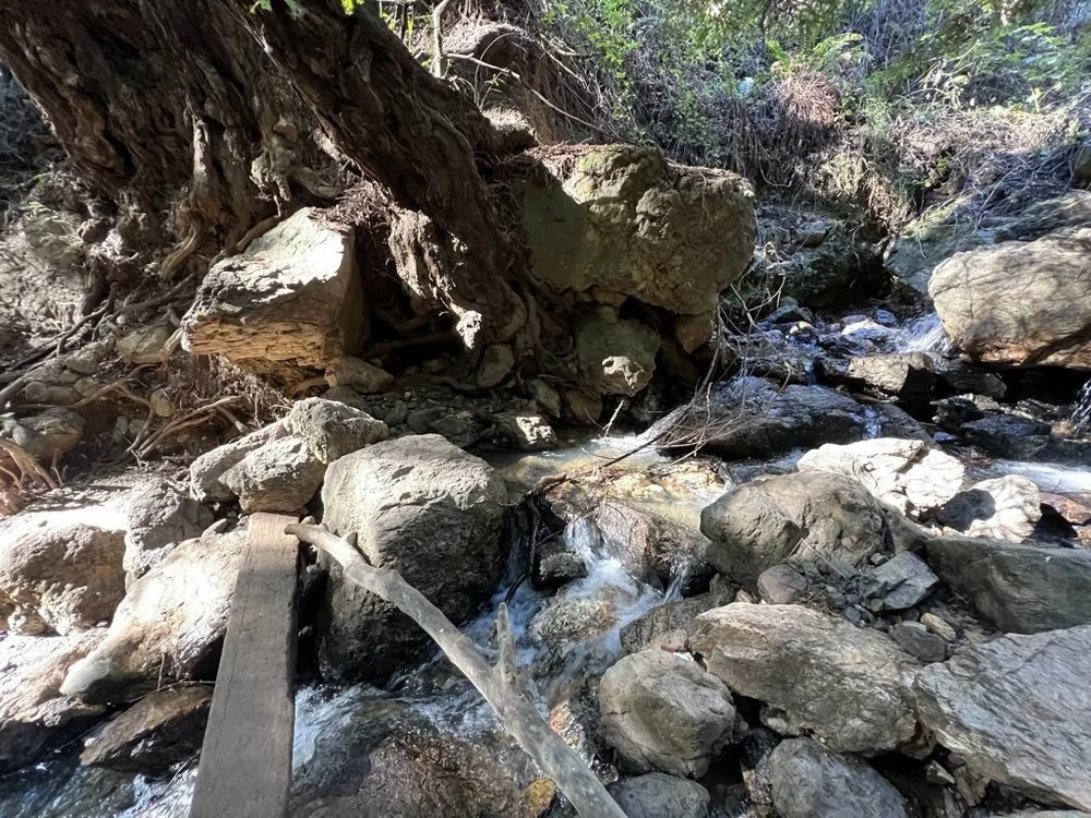 A rocky creek with a plank bridge beneath a fallen redwood in the East Bay.