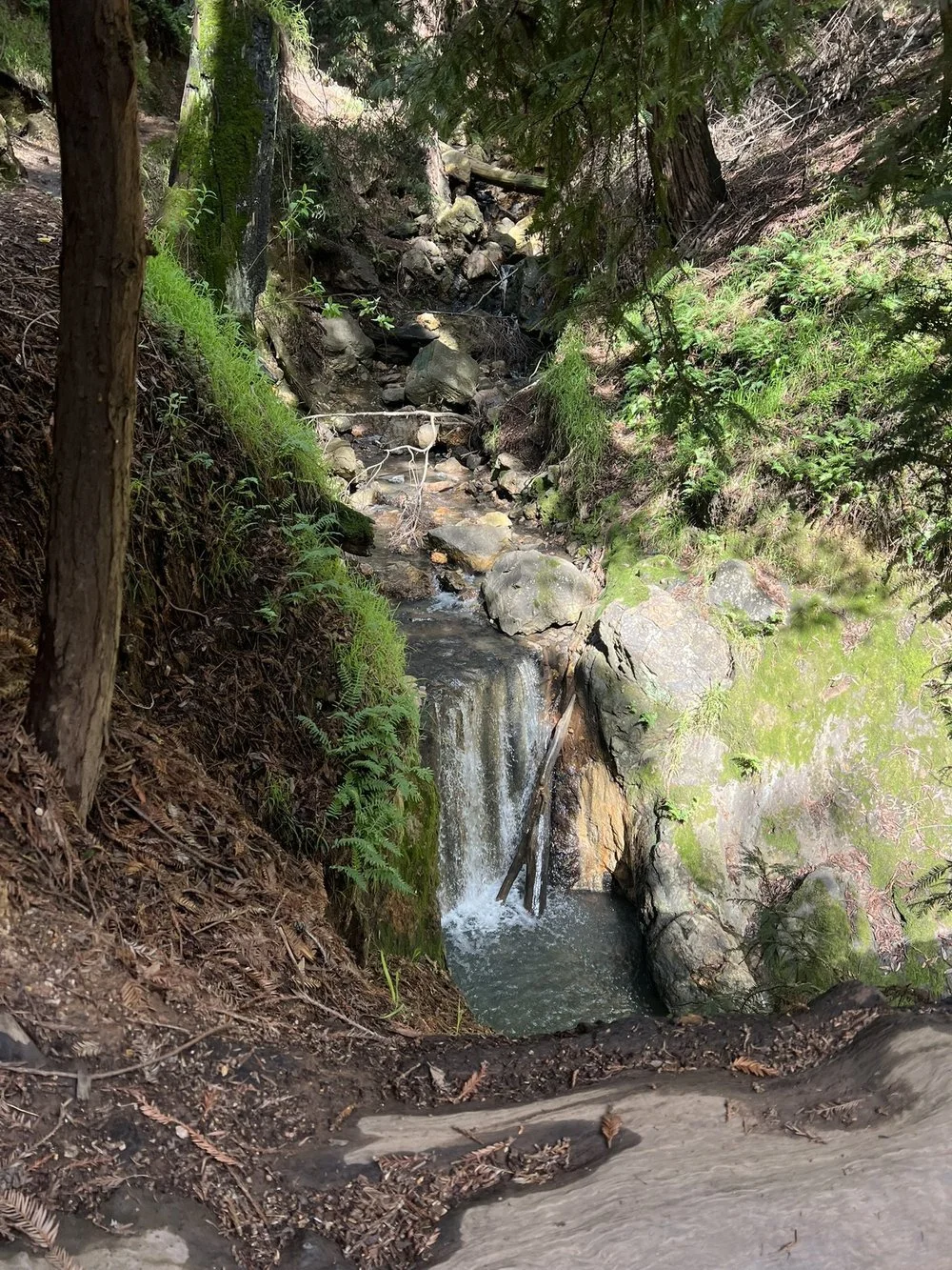 A small waterfall spilling into a pool in a mossy, fern-lined canyon in an East Bay redwood forest.
