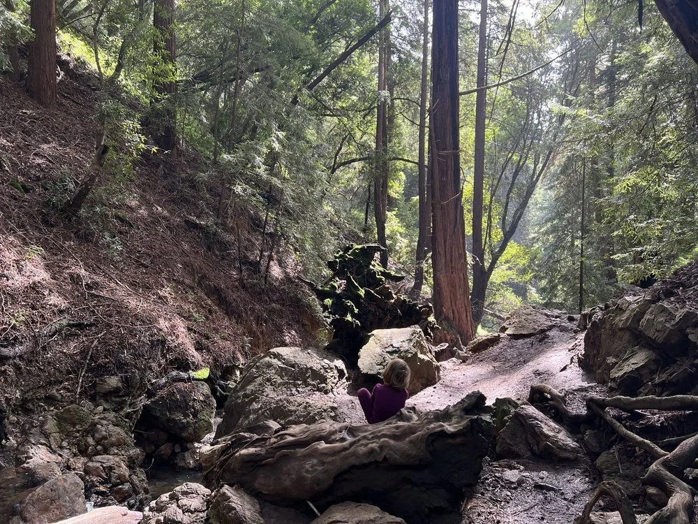 A child exploring boulders along a shaded trail through an East Bay redwood forest.