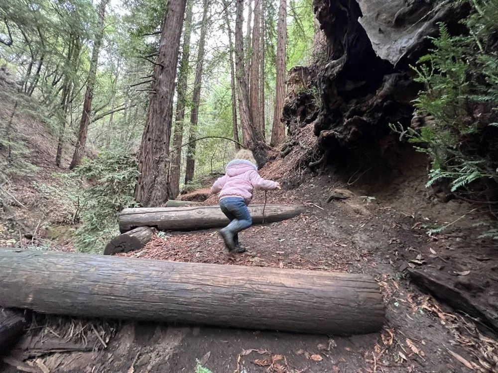 A child in a pink jacket stepping over fallen logs on a redwood trail in the East Bay.
