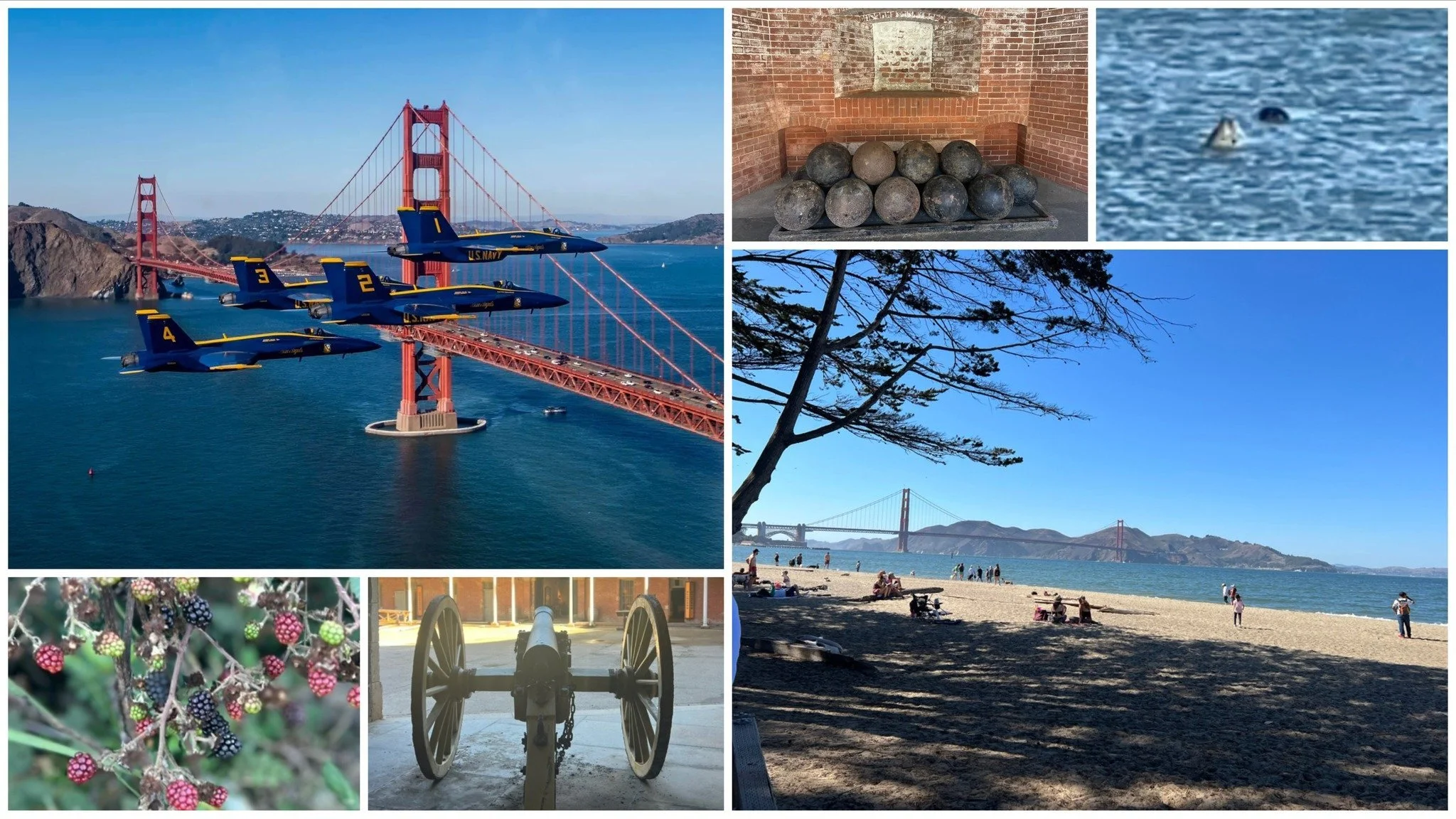 Collage by the Golden Gate Bridge, San Francisco: Blue Angels jets flying past the bridge, a beach looking out to it, historic cannons, blackberries and a seal.