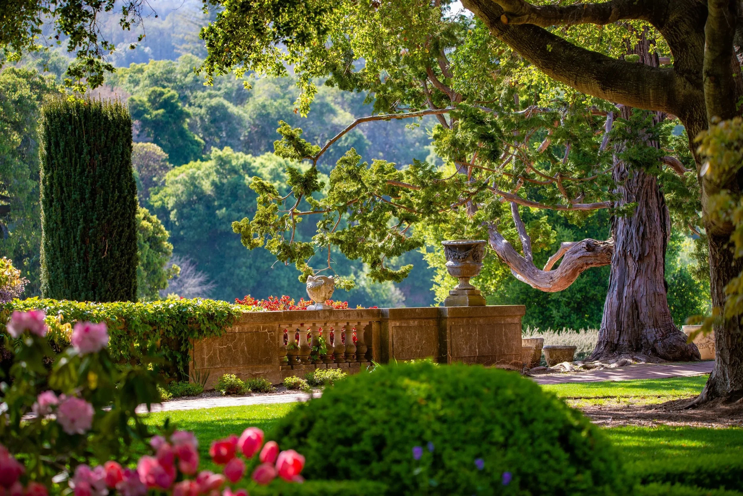 Formal gardens with roses, clipped hedges and a stone balustrade at Filoli.