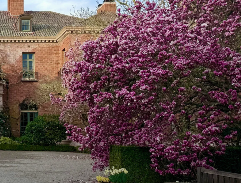 A magnolia tree in full pink bloom beside the brick mansion at Filoli.