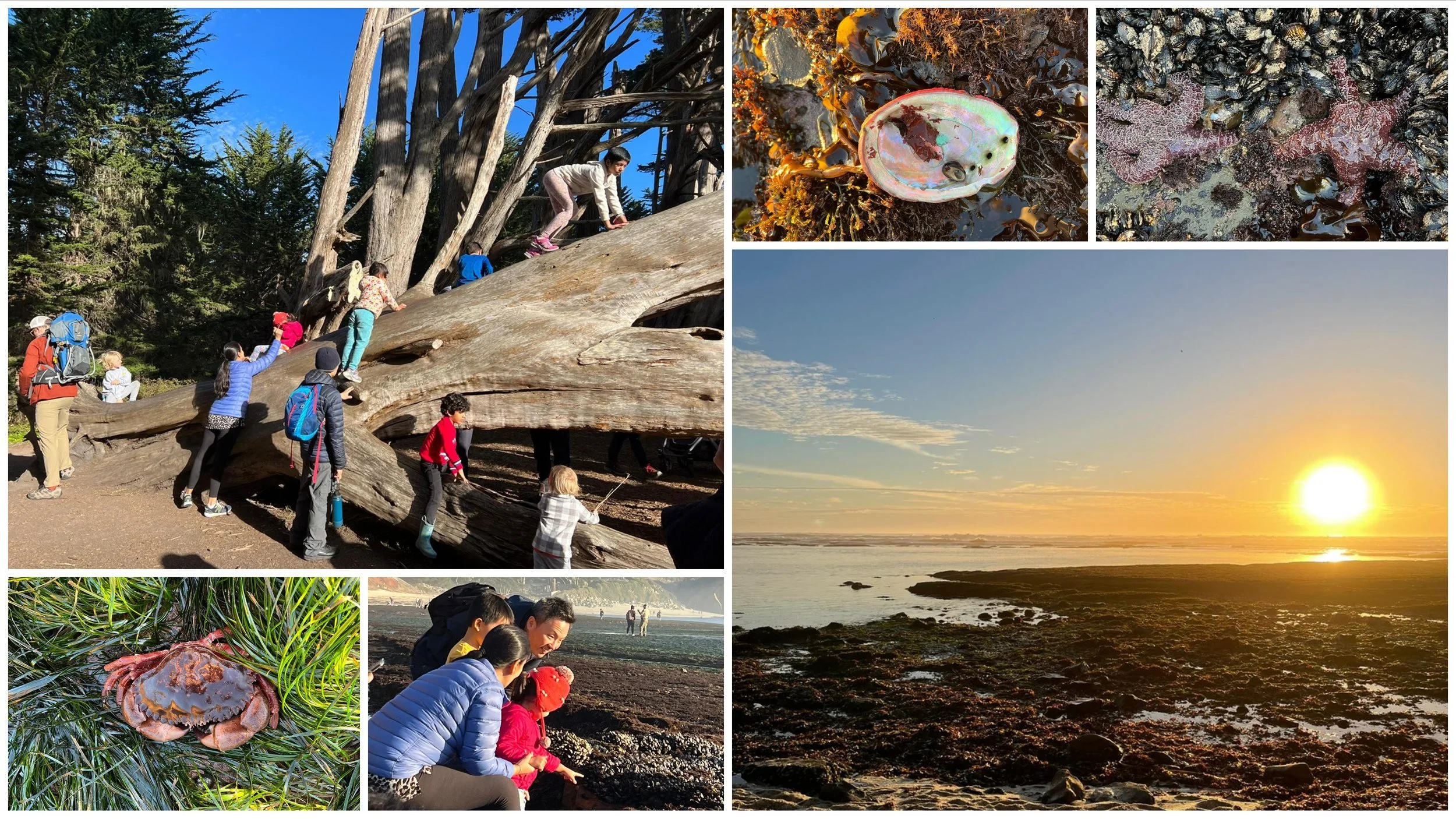 Collage of Bay Area tidepools at king tide: kids climbing a big driftwood log, an abalone shell and a sea star, a crab, and sunset over the rocks.