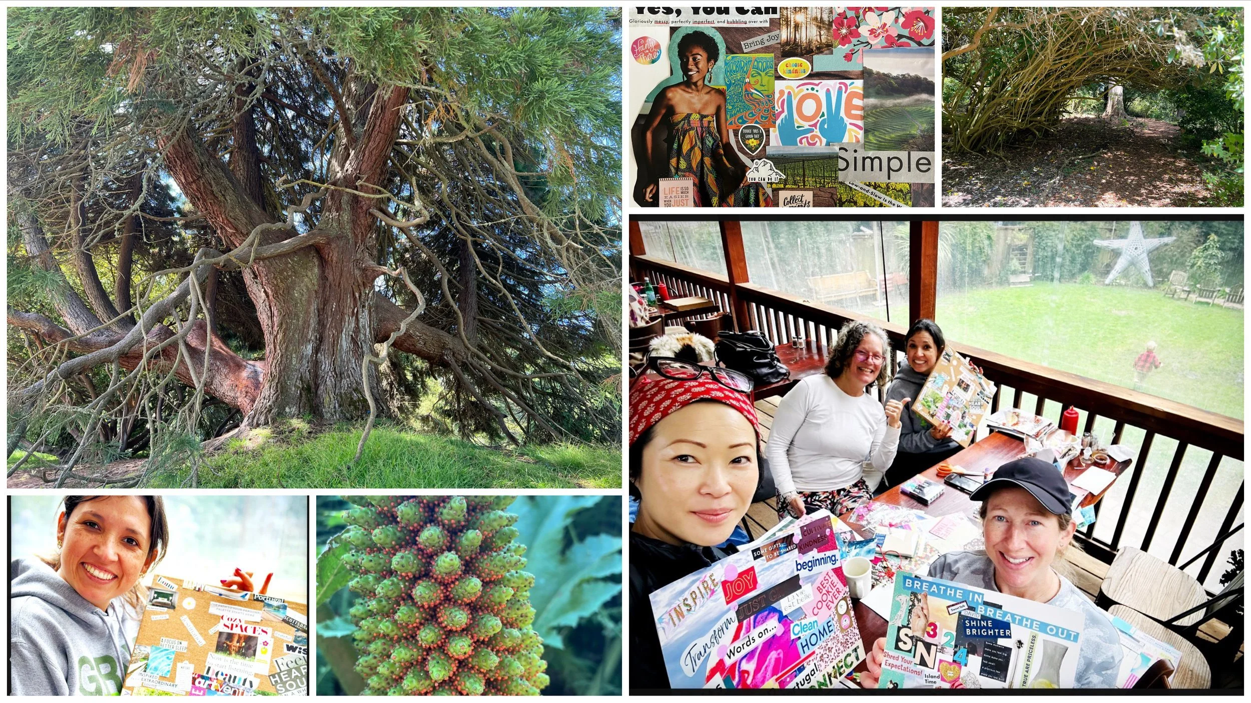 Collage in San Francisco: a gnarled tree at the botanical garden, women making vision boards around a table, and a spiky plant.