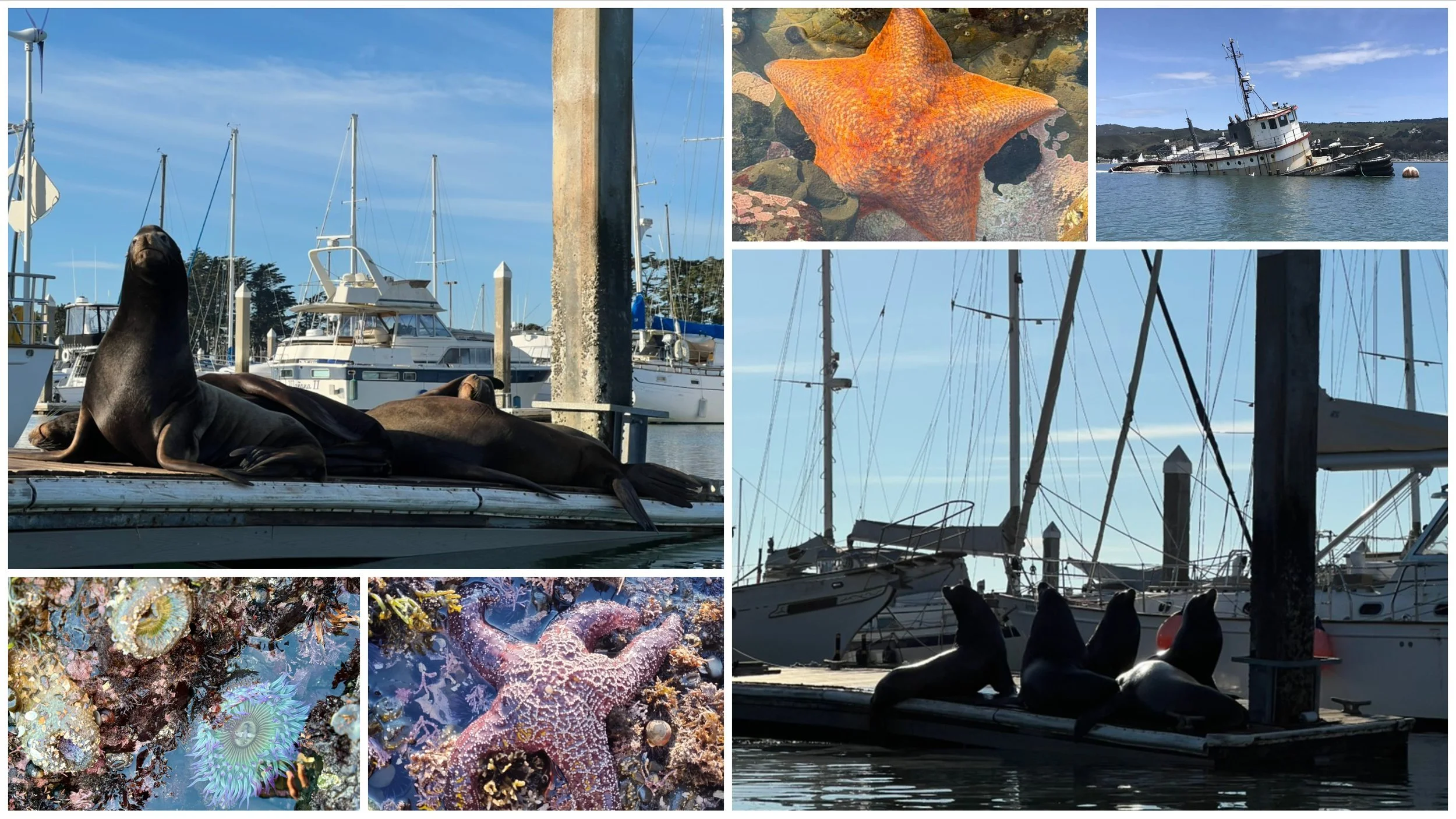 Collage in Half Moon Bay: sea lions resting on a dock in the harbor, sailboats, an orange sea star, and tidepool sea stars and anemones.