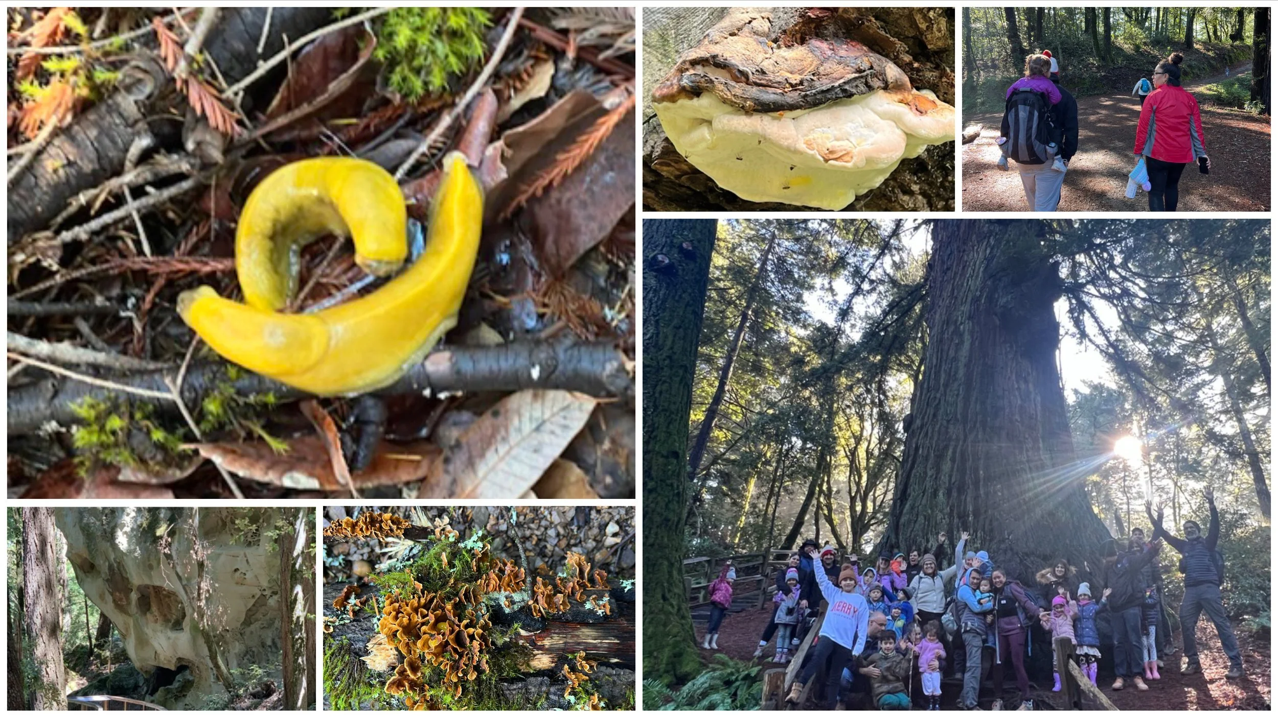 Collage on the Peninsula: a yellow banana slug, families hiking, a large group waving beneath a giant redwood, and fungi on the forest floor.