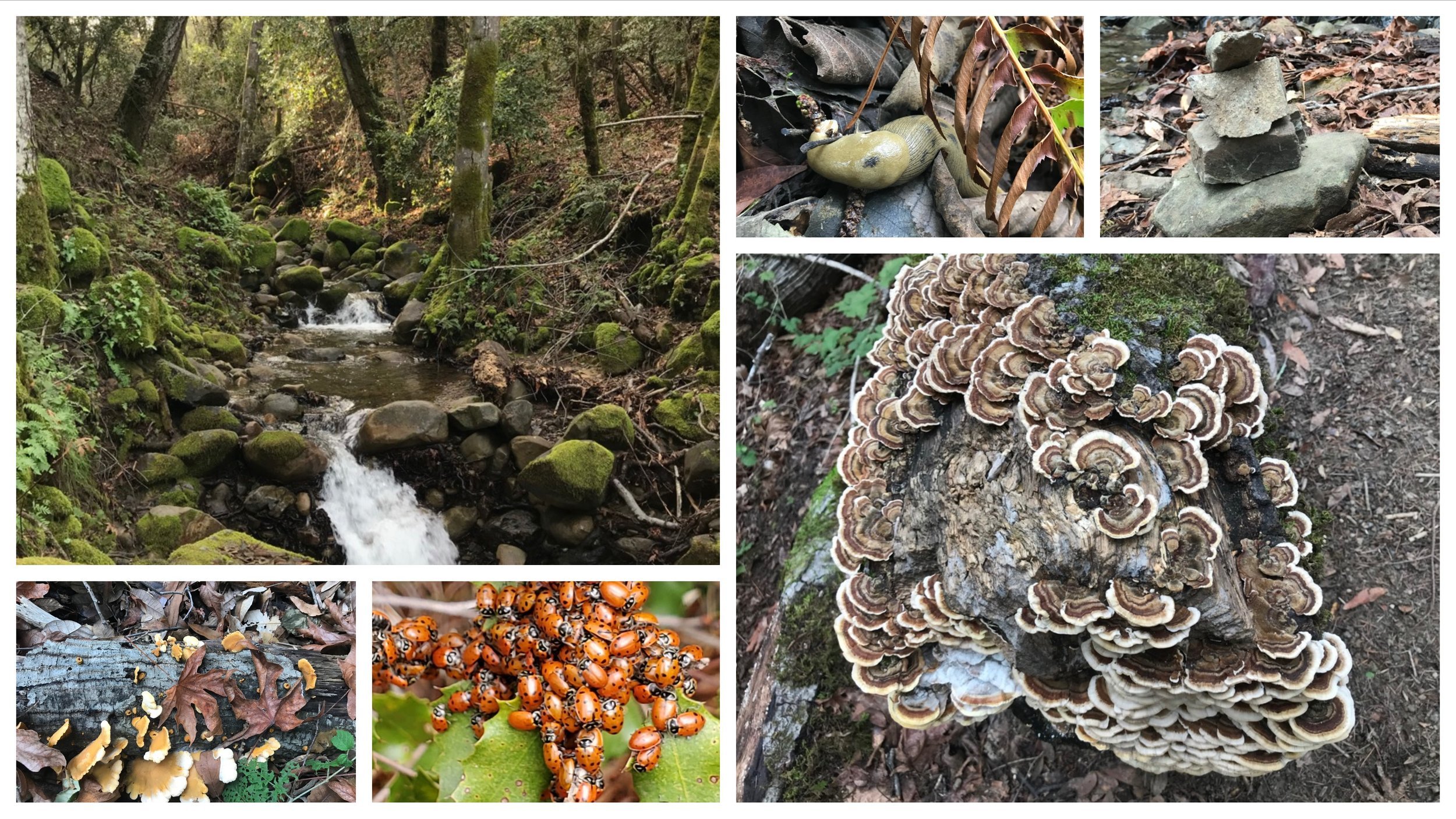 Collage: a mossy creek with small cascades, turkey tail fungus on a log, clusters of ladybugs, and stacked stones.