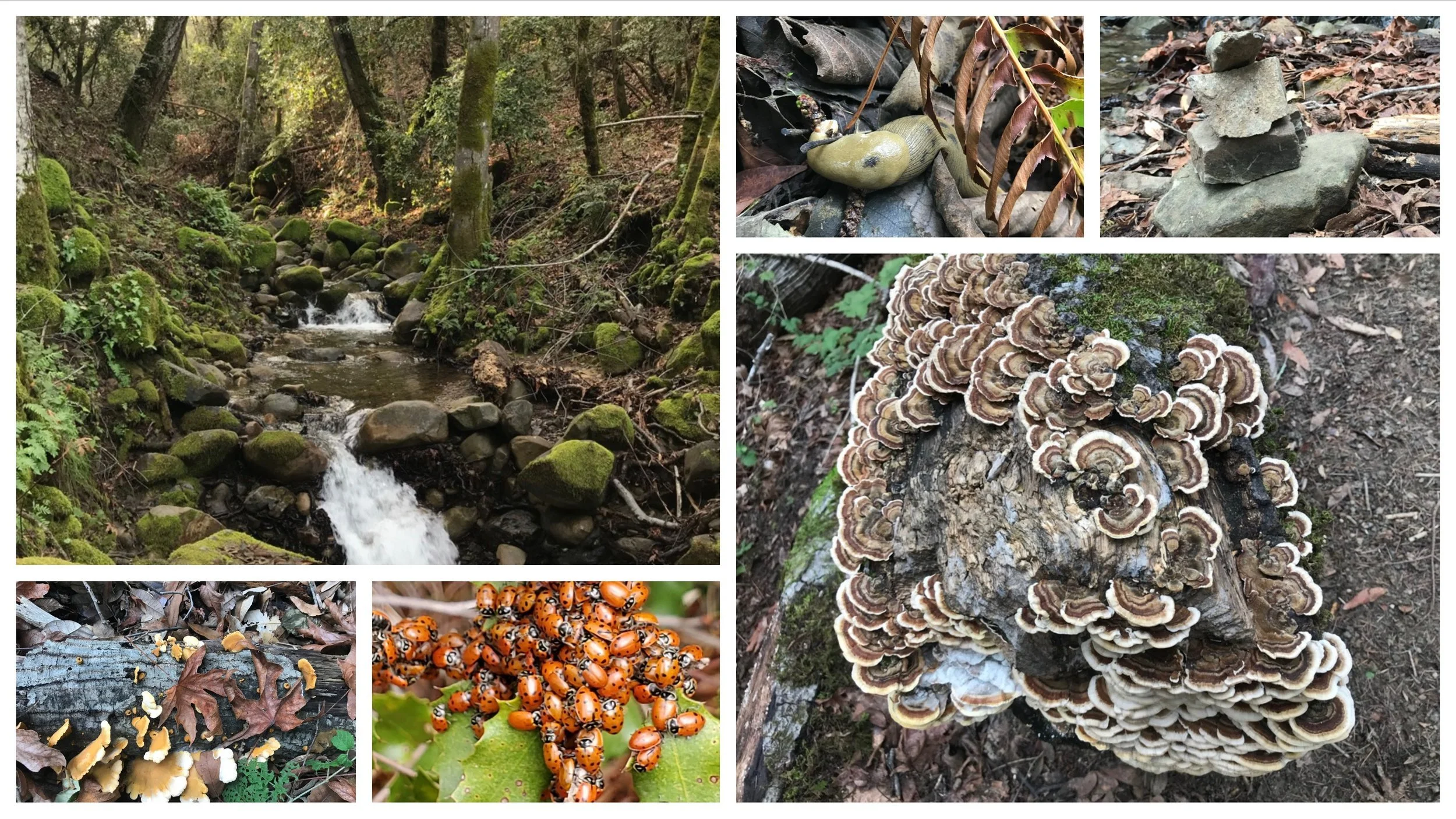 Collage: a mossy creek with small cascades, turkey tail fungus on a log, clusters of ladybugs, and stacked stones.