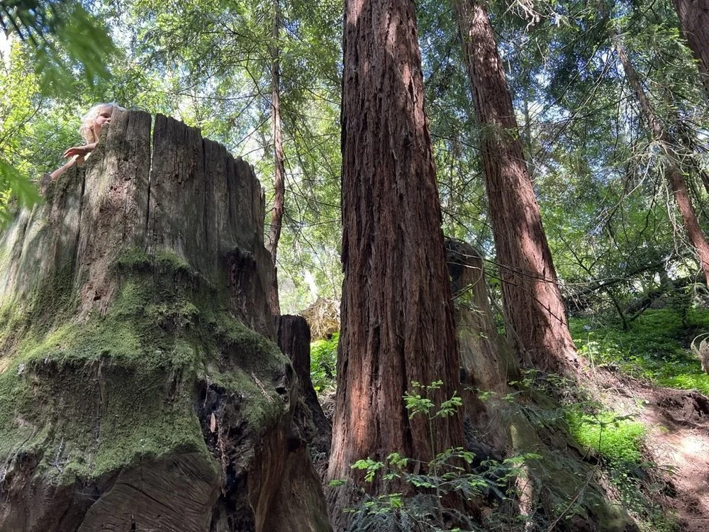 A huge mossy redwood stump beside tall redwoods in the East Bay.