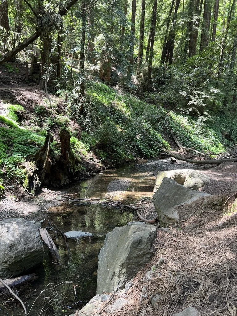A clear creek flowing past boulders in a redwood forest in the East Bay.