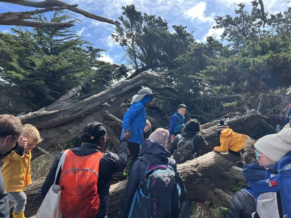 Families climbing over a huge fallen cypress tree under a blue sky.