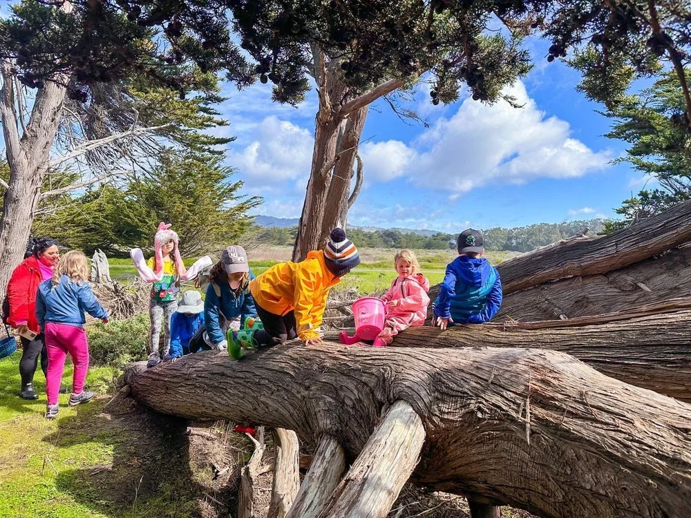 Children climbing on the sprawling trunk of a fallen cypress in a grassy meadow.
