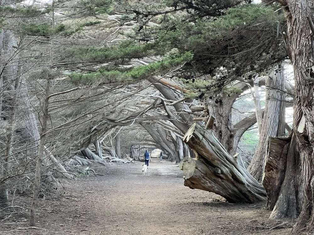 A tunnel of twisted cypress trees arching over a sandy path.