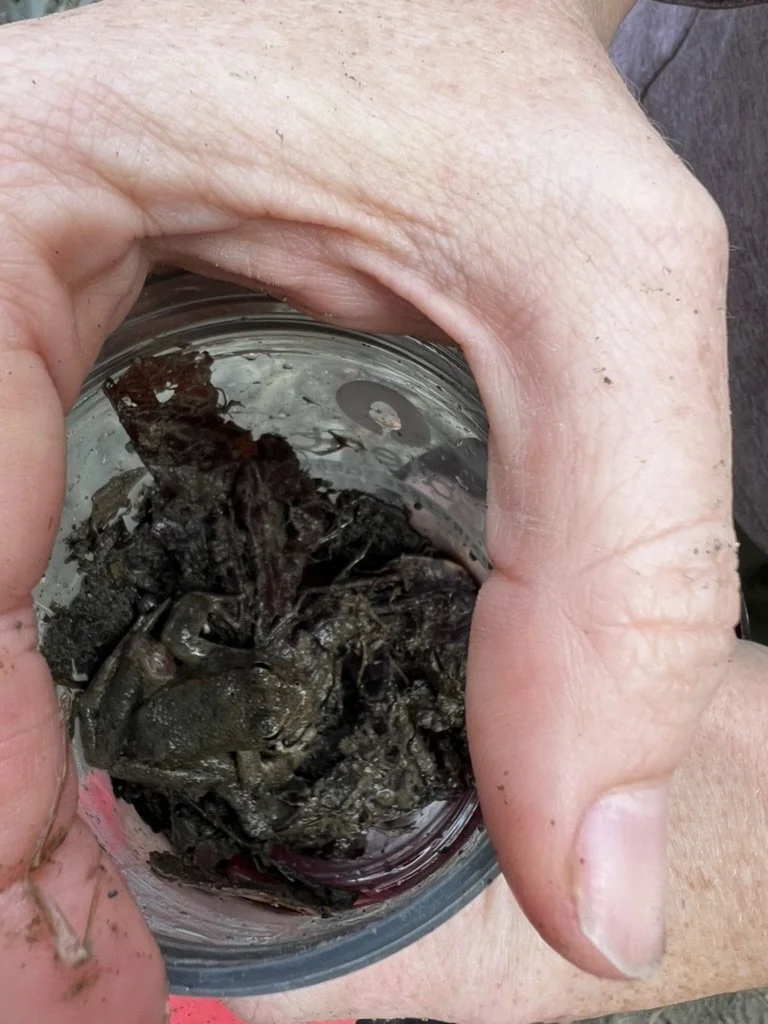 A hand holding a small jar of muddy creek water at Little Yosemite in the East Bay.