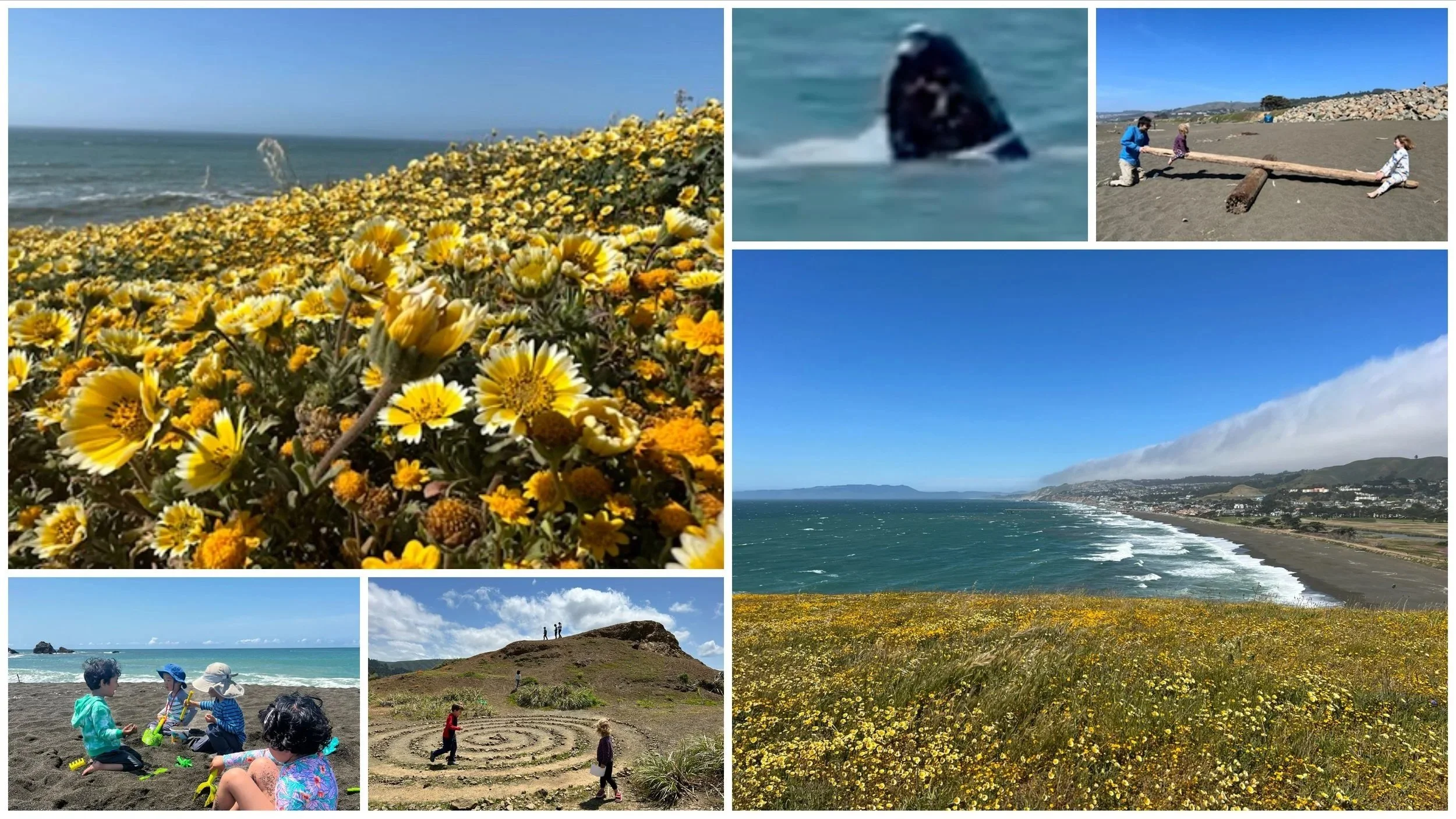 Collage: yellow wildflowers on an ocean bluff, a whale surfacing, families playing on the beach and driftwood, and a stone labyrinth on a headland.