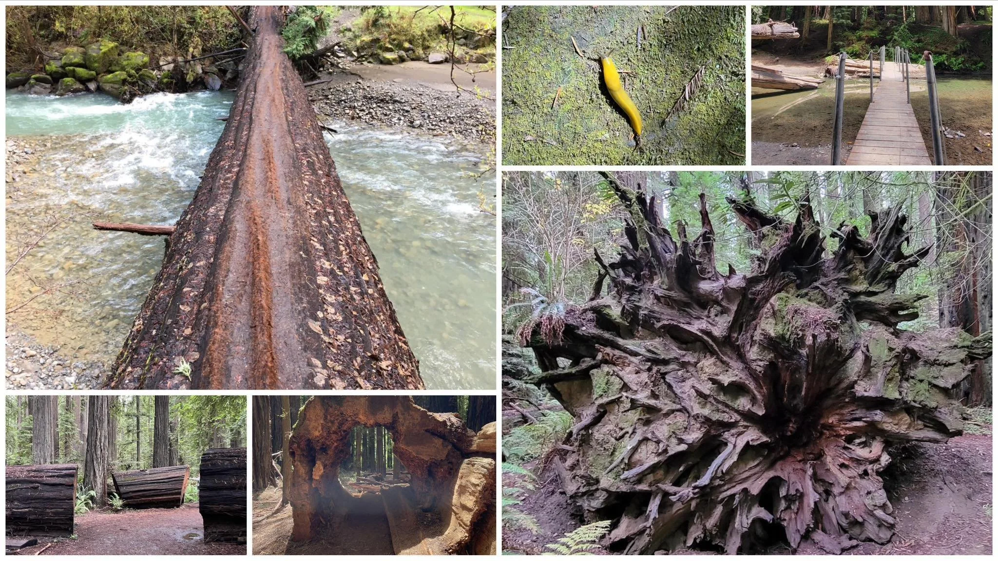 Collage in Humboldt's redwoods: a fallen redwood over a rushing river, a banana slug, a footbridge, the huge upturned roots of a fallen giant, and a hollow log.