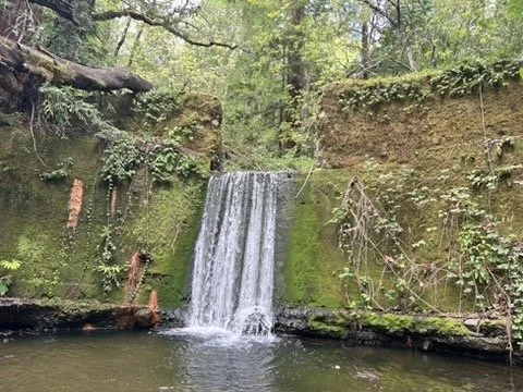 A waterfall spilling over a mossy old stone dam into a pond in a South Bay forest.