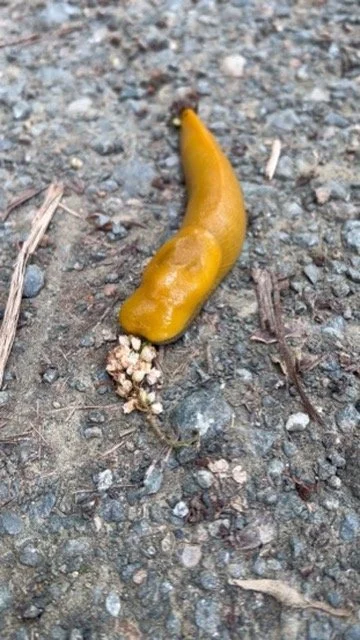 A bright yellow banana slug on a gravel trail in the South Bay.
