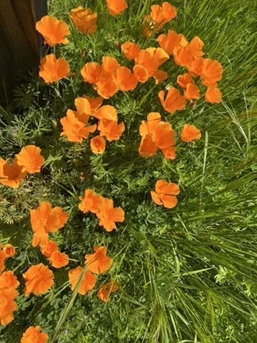 Orange California poppies blooming among green grass in the South Bay.