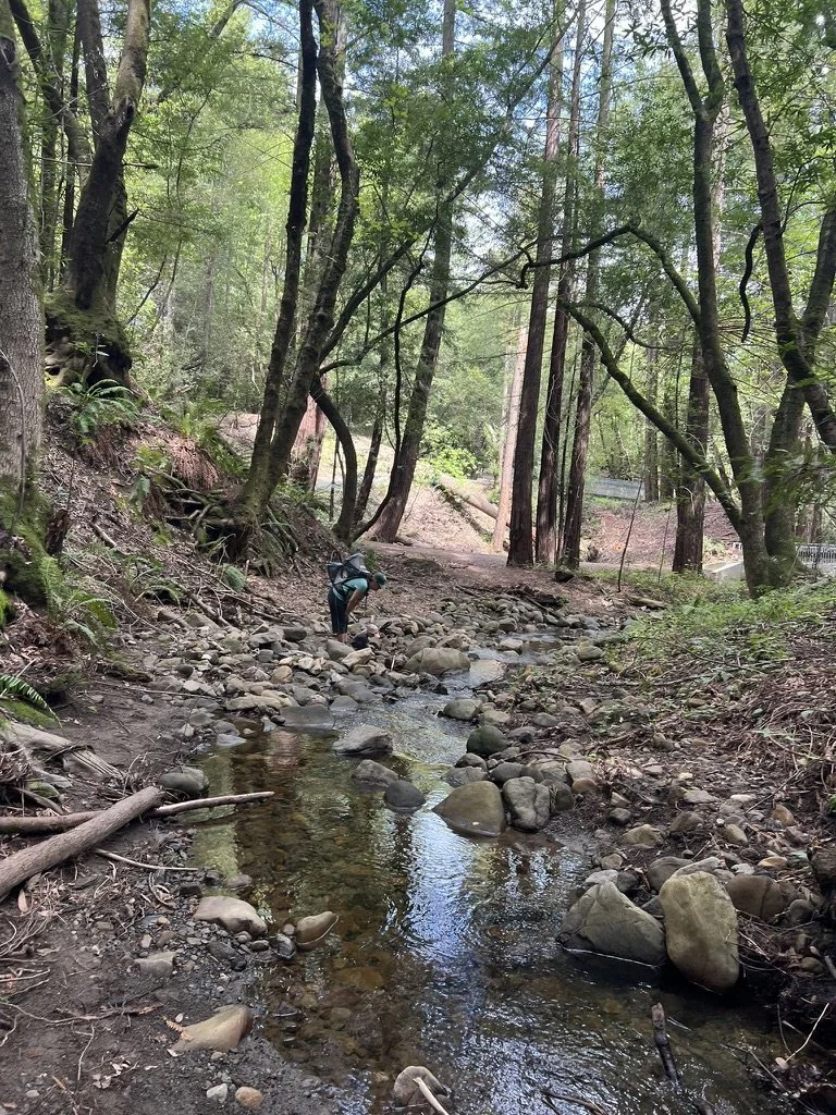 A shallow rocky creek winding through a South Bay forest.