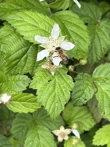 A bee on a white blackberry blossom among green leaves in the South Bay.
