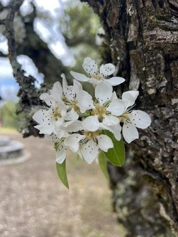 A cluster of white blossoms on a branch beside a tree trunk in the South Bay.