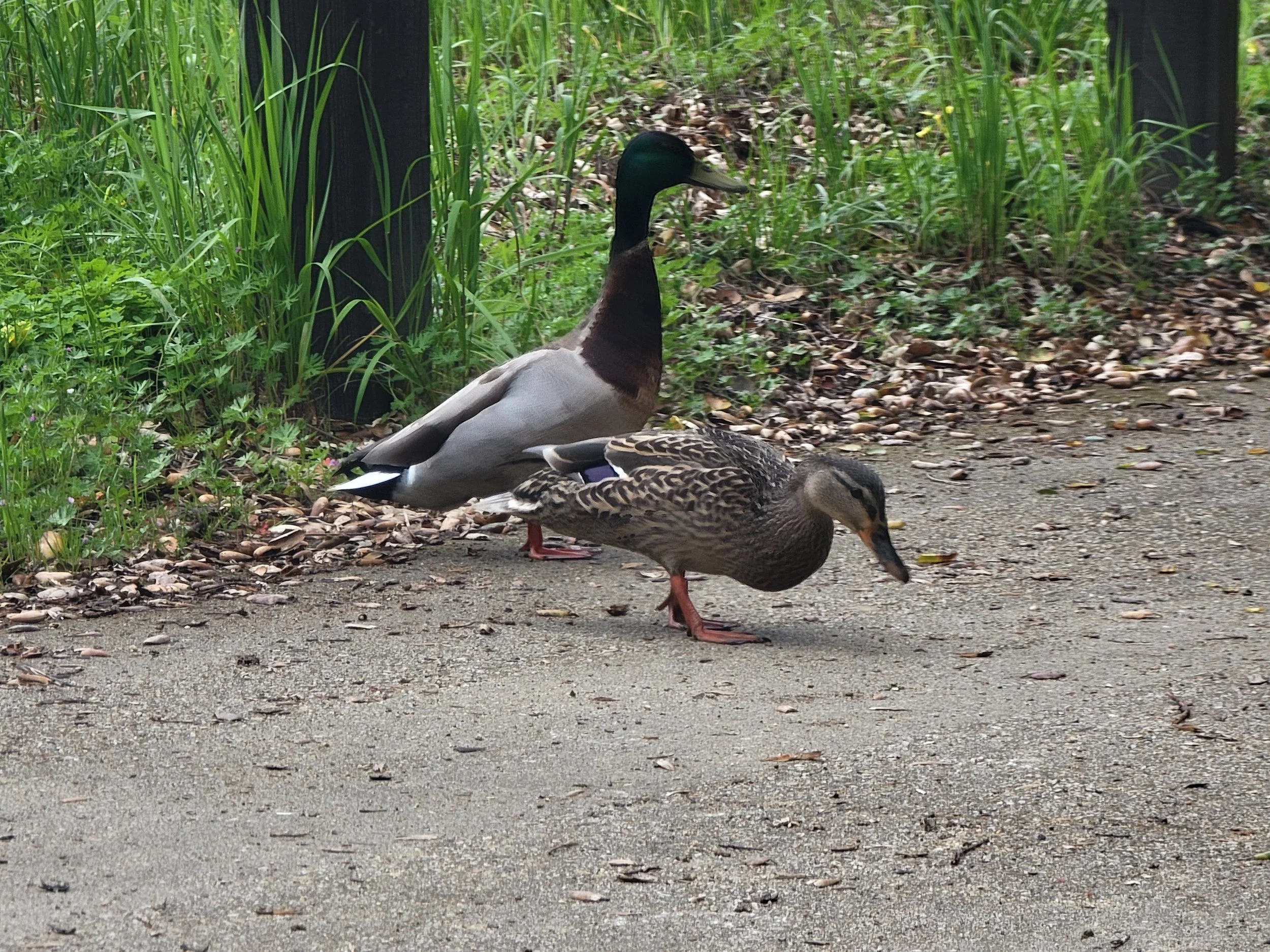 Malard Duck Pair
