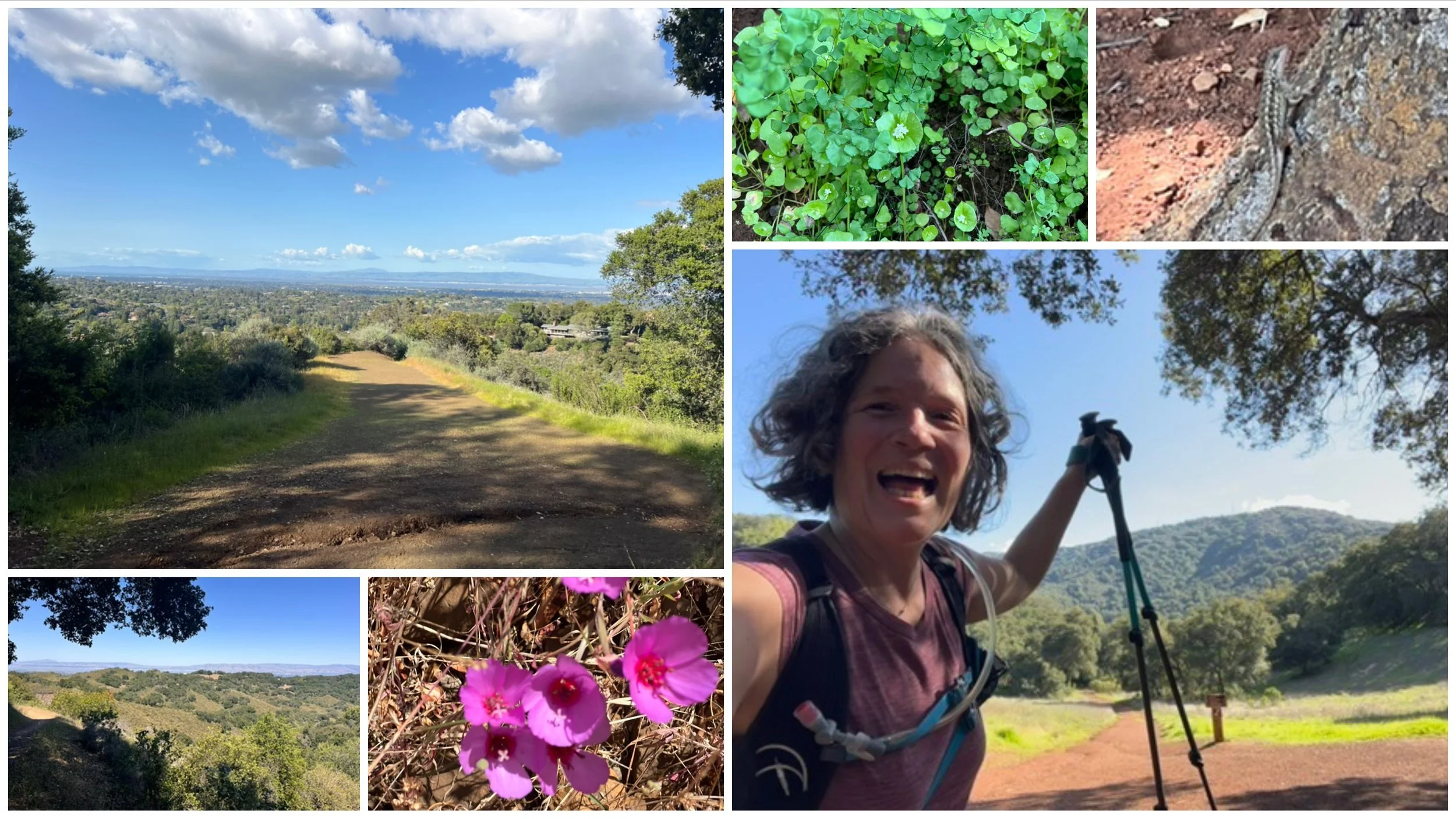 Collage in the Los Altos Hills: a hilltop trail with valley views, a hiker cheering with trekking poles, pink wildflowers and clover.