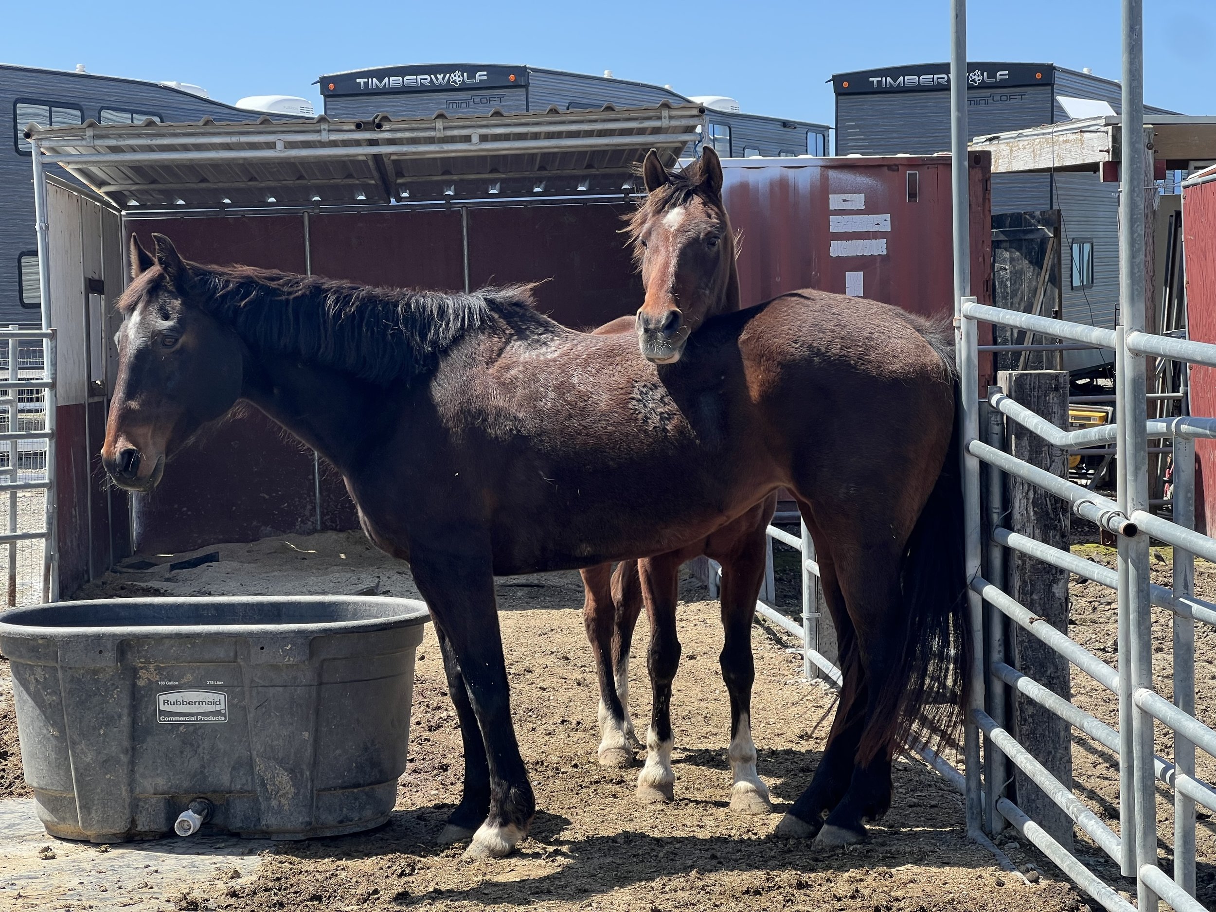DC_Two horses.jpg