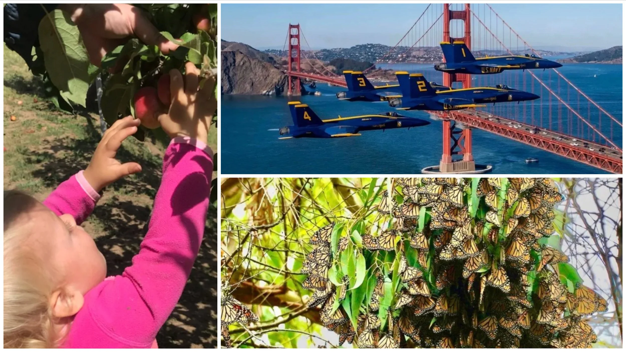 2026 FALL FUN BUNDLE: All 3 Fall Adventures in One Purchase! Apple Picking, Blue Angels & Monarch Butterflies 🍂🍎✈️🦋