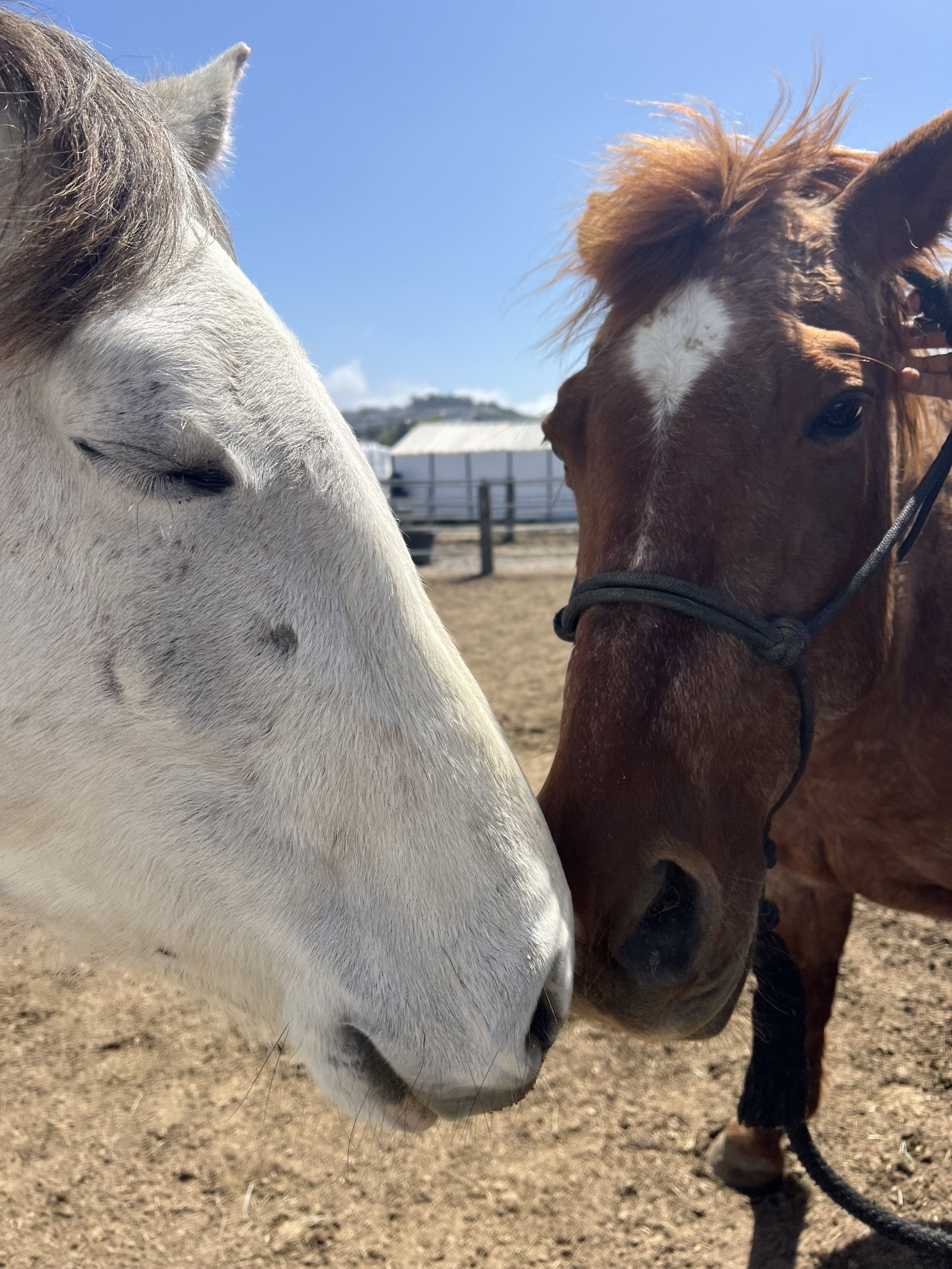 (5/10/25) A Pre-Mother's Day Adventure: Pony Ride, Barn + Horse Visit, Tree Play, Wildflowers + Beach!