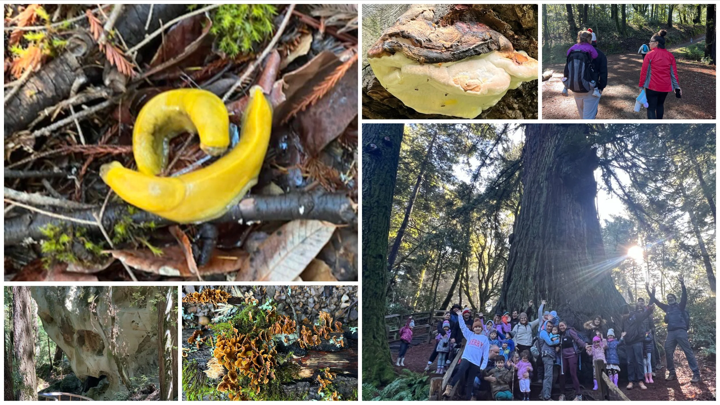 Collage on the Peninsula: a yellow banana slug, families hiking, a large group waving beneath a giant redwood, and fungi on the forest floor.