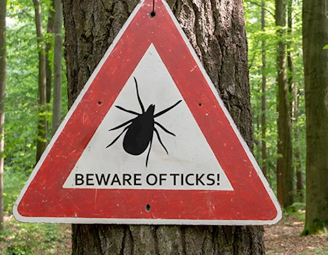 Red triangular “Beware of ticks!” warning sign nailed to a tree trunk in a forest