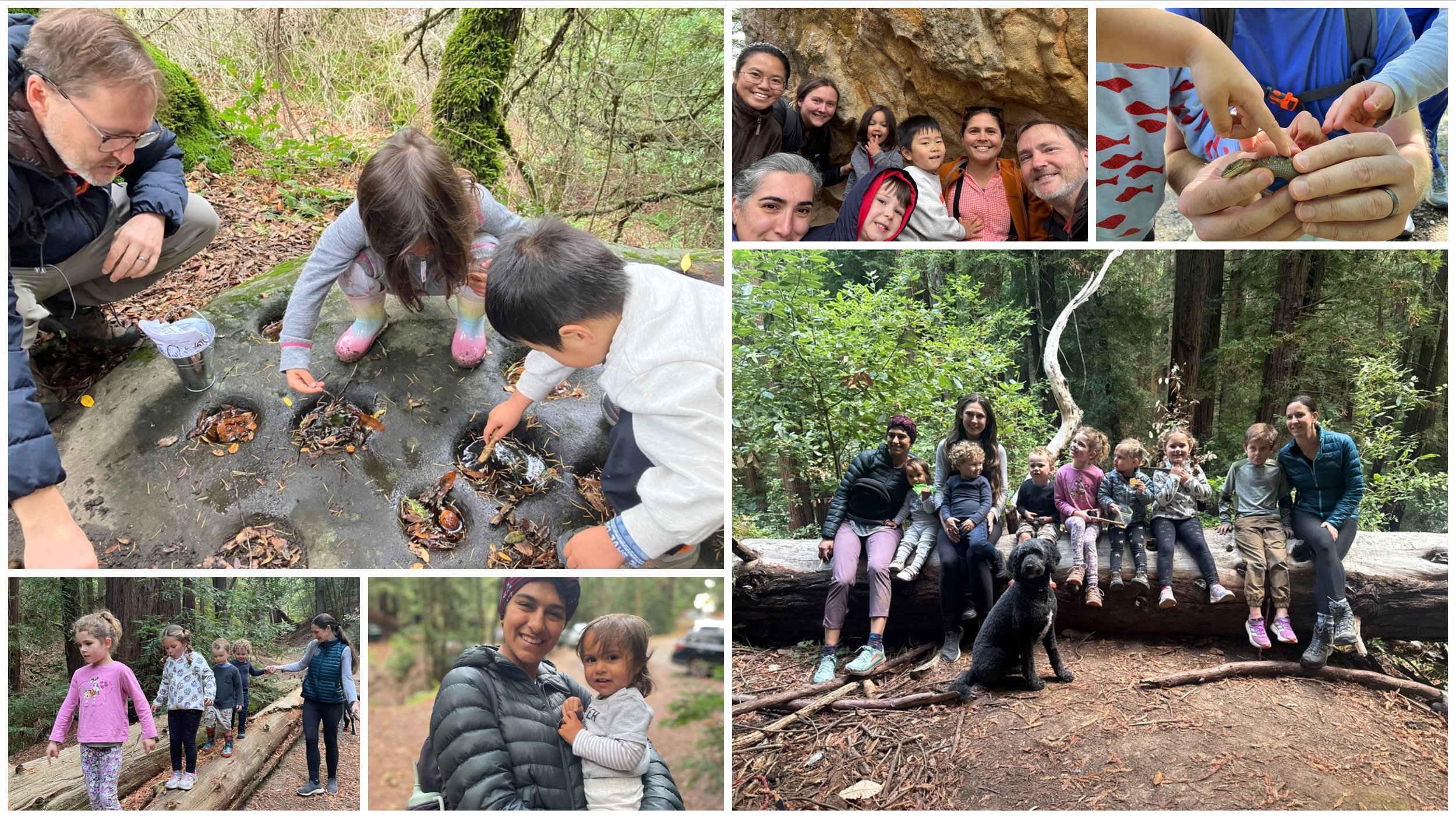 Collage: children and a parent arranging leaves and pinecones in the forest, families sitting on a fallen redwood, and kids walking a trail.