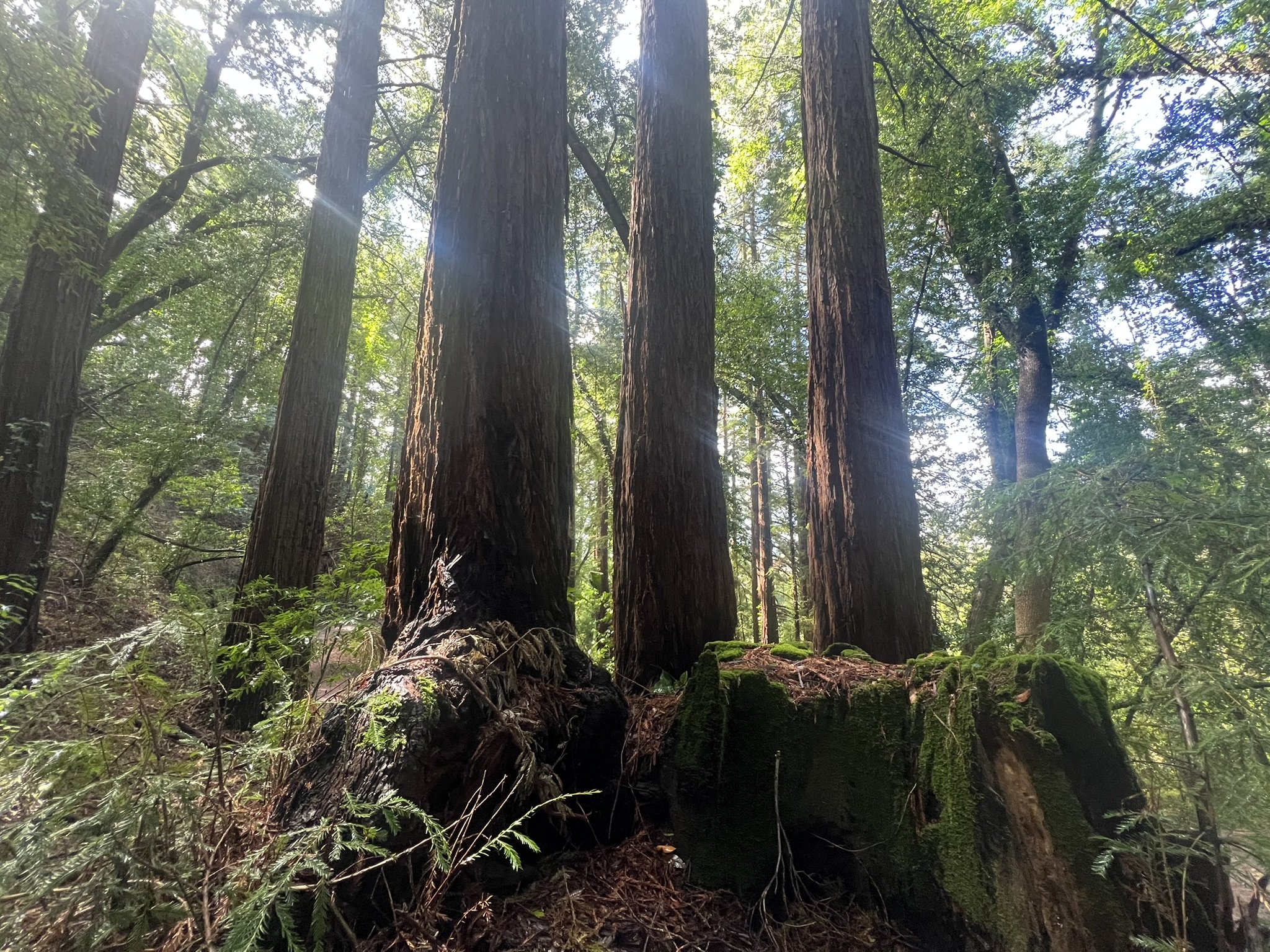 9C0C2EFD-1305-4D19-B688-1658BCE23CA7_1_102_o.jpeg