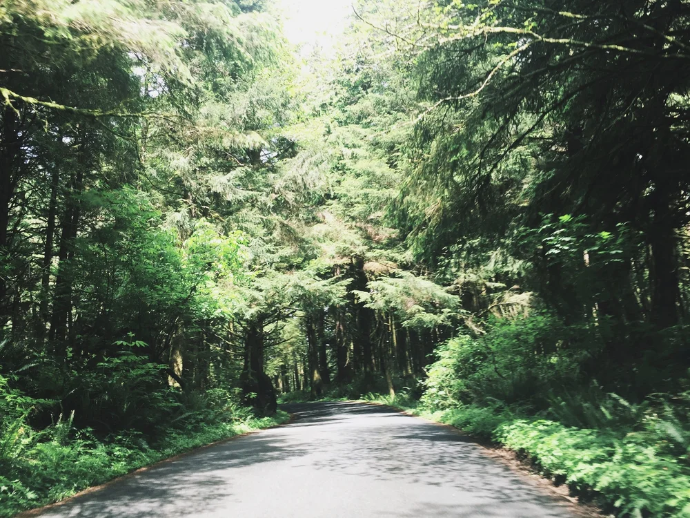 A winding road through a dense green Pacific Northwest forest
