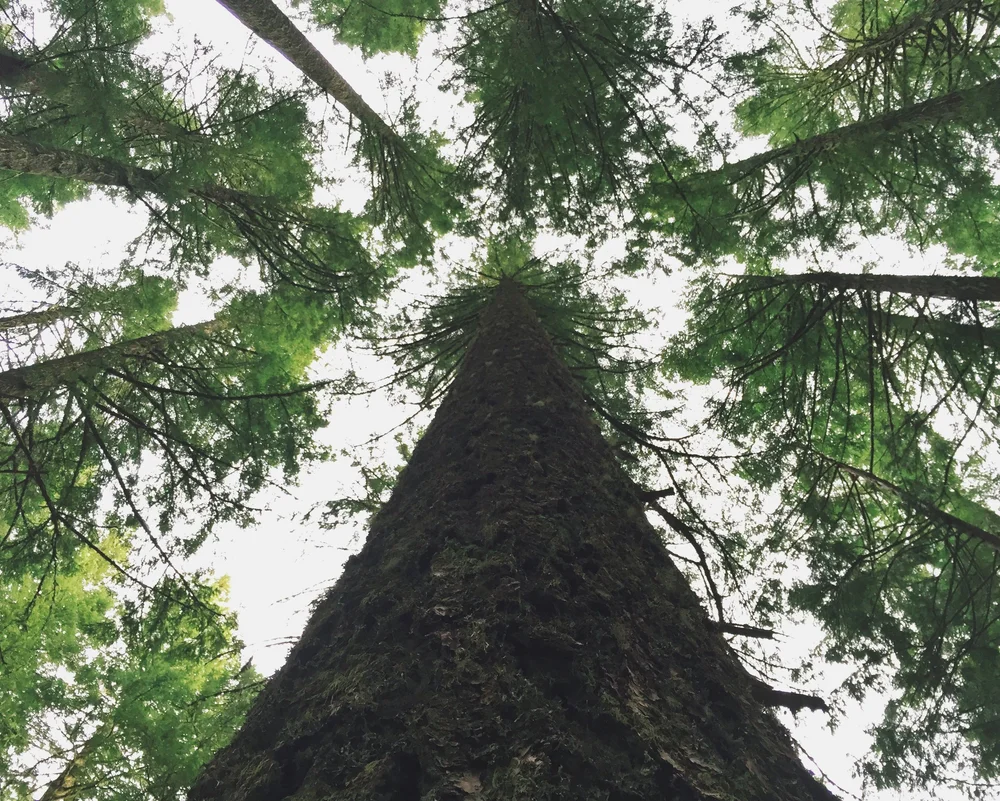 Looking up the trunk of a tall Pacific Northwest tree