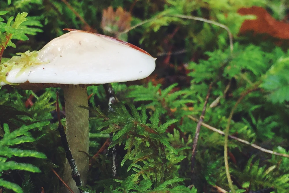 A white mushroom growing among green moss on the forest floor